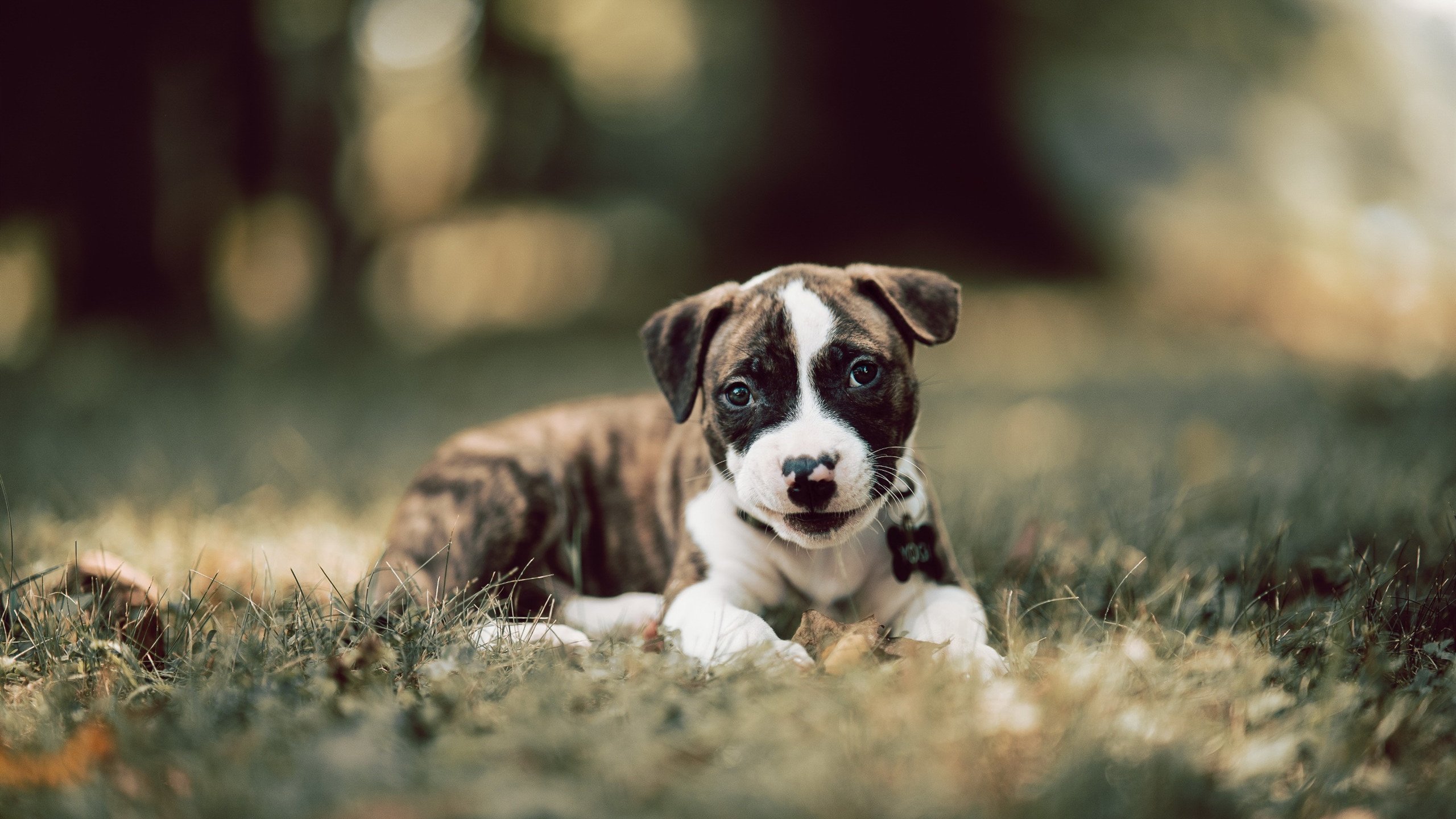 皇家马德里球队下场比赛名将亮相,皇家马德里队主场