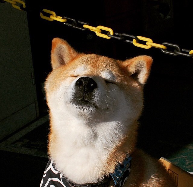 阿贾克斯强势发挥,横扫对手晋级,阿贾克斯ds