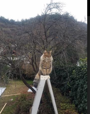 中国足球青少年体能监测系统逐步普及,中国足球青少年训练大纲