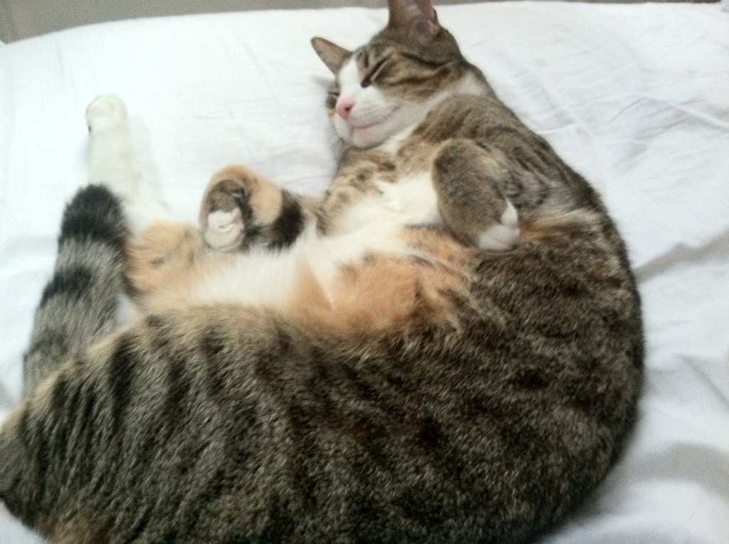 伊朗男篮在亚洲预赛中奋勇赶超,目标奥运会荣誉,伊朗男篮亚洲杯预选赛